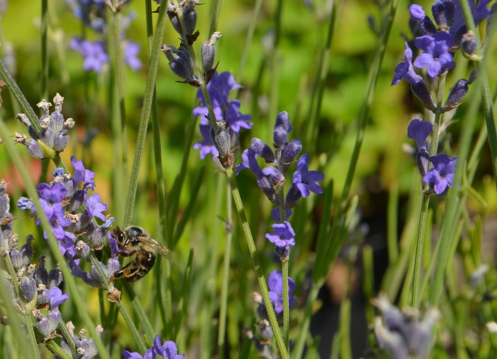 Lavandula angustifolia (Bio)
