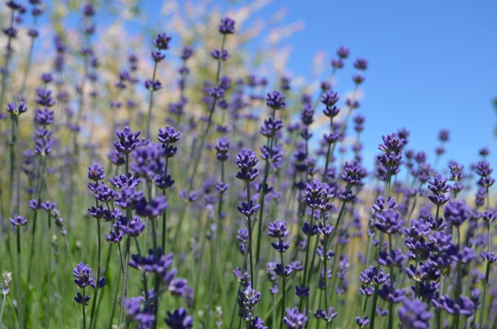 Lavandula angustifolia 'Hidcote Blue' (Bio, 0.5 Lt.)