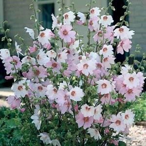 Lavatera hybride 'Barnsley Baby'