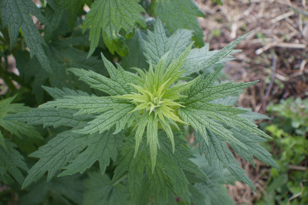 Leonurus cardiaca