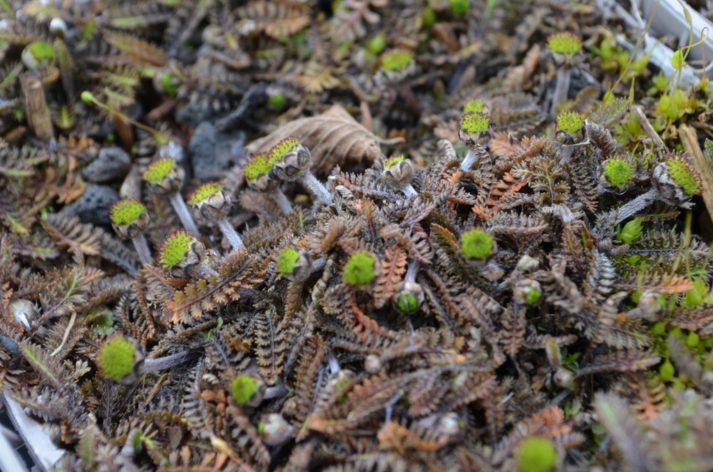 Leptinella squalida 'Platt's Black'