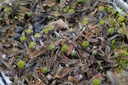 Leptinella squalida 'Platt's Black'