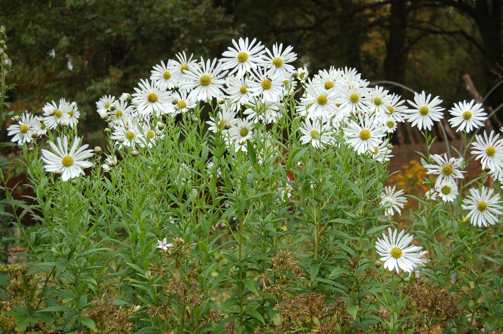 Leucanthemella serotina