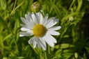 Leucanthemella serotina