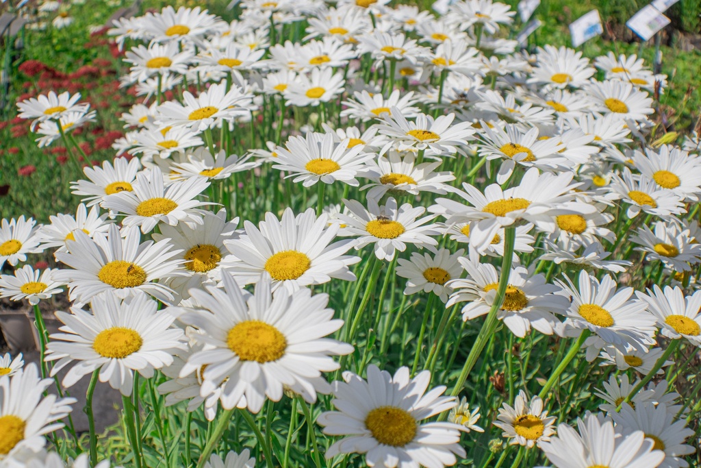 Leucanthemum superbum 'Becky' (Bio)