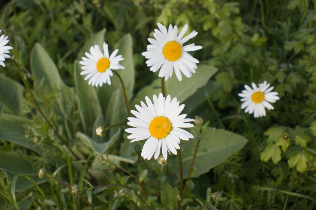Leucanthemum vulgare (Bio)