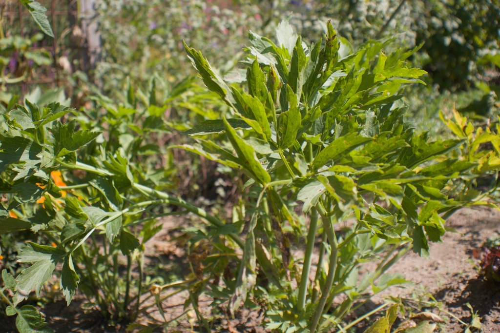 Levisticum officinale (Bio)