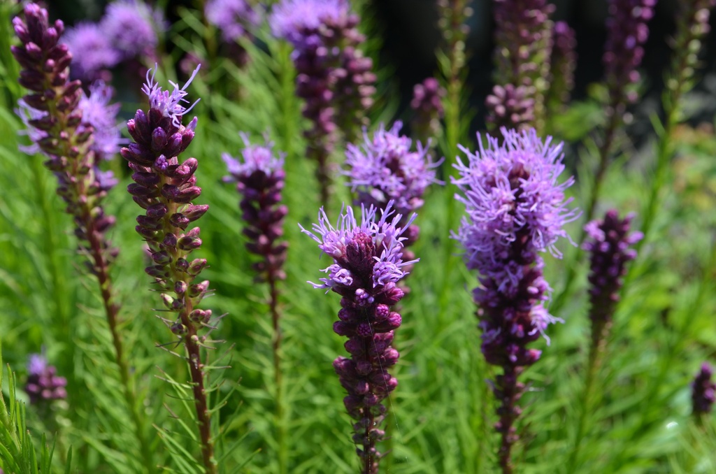 Liatris spicata (Bio)
