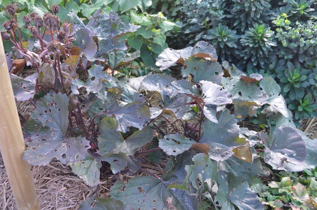 Ligularia dentata 'Britt Marie Crowford' (Bio)