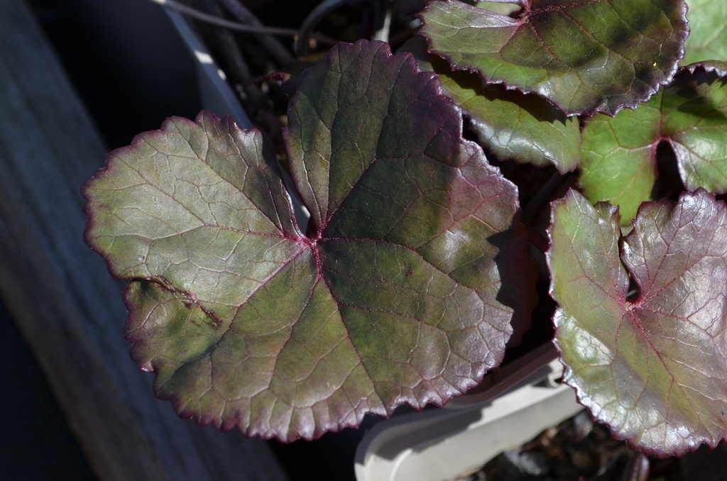 Ligularia dentata 'Midnight Lady'