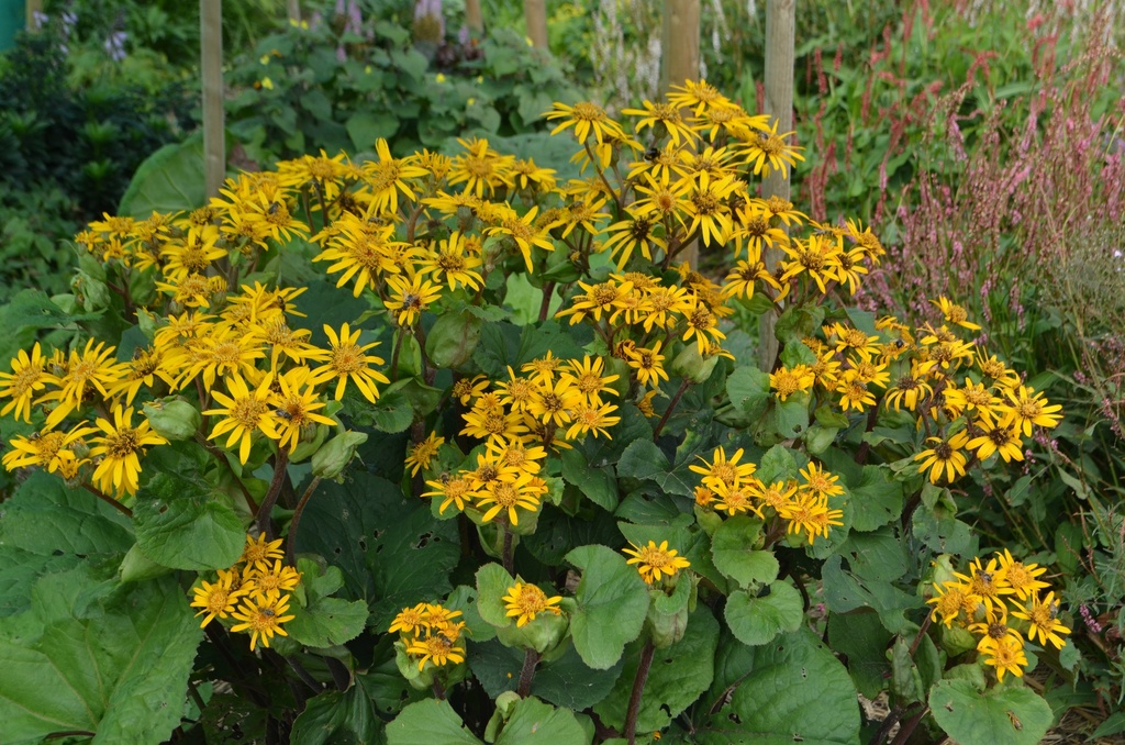 Ligularia dentata 'Othello' (Bio, 1 Lt.)