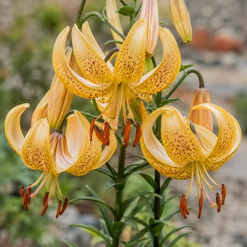 Lilium martagon 'Guinea Gold'