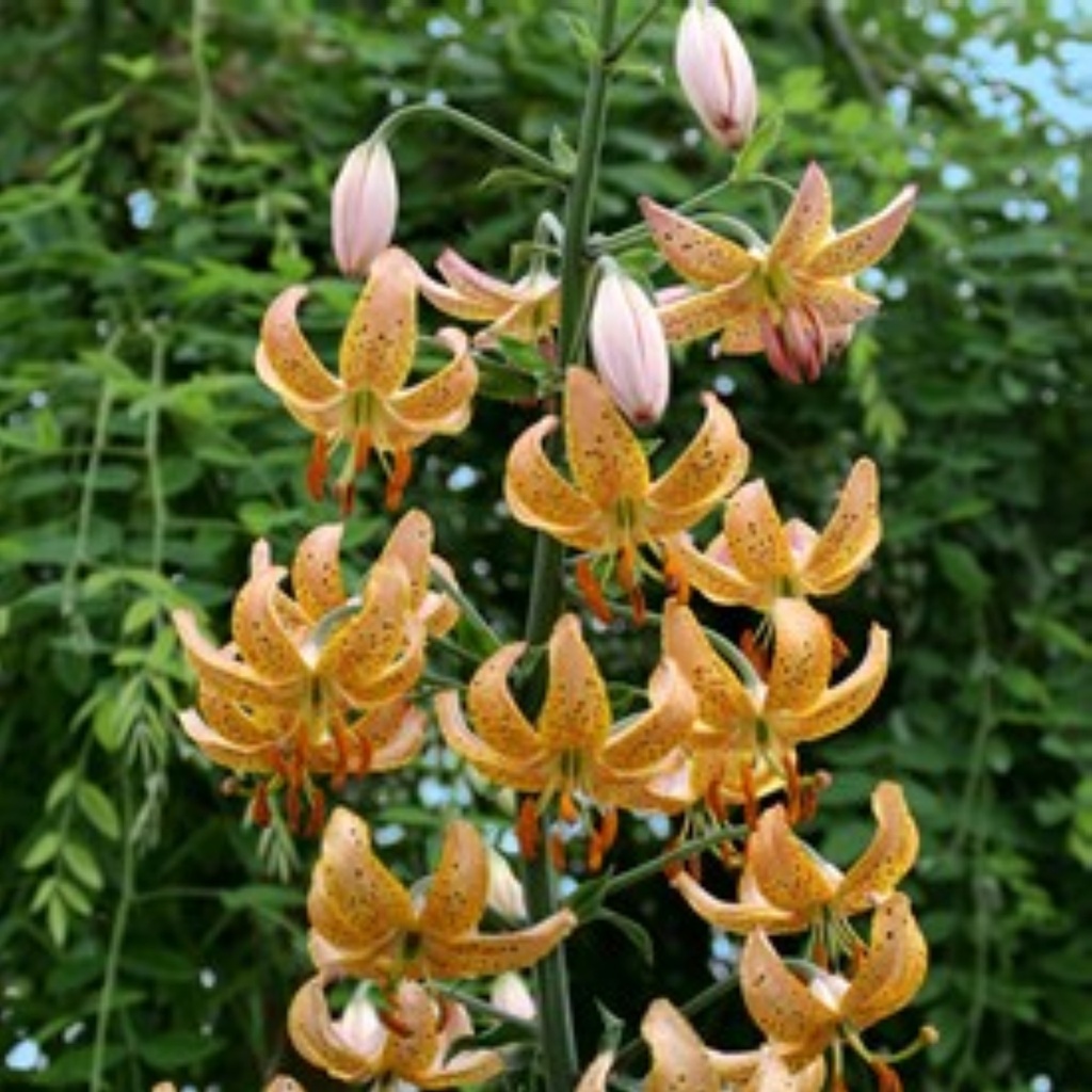 Lilium martagon 'Guinea Gold'