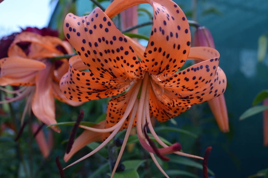 Lilium tigrinum splendens (Bio, 1 Lt.)