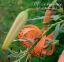 Lilium tigrinum splendens