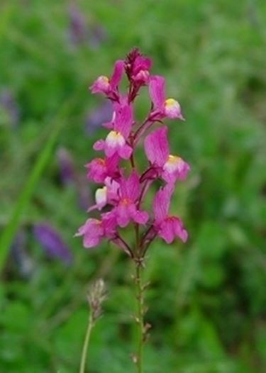 Linaria maroccana