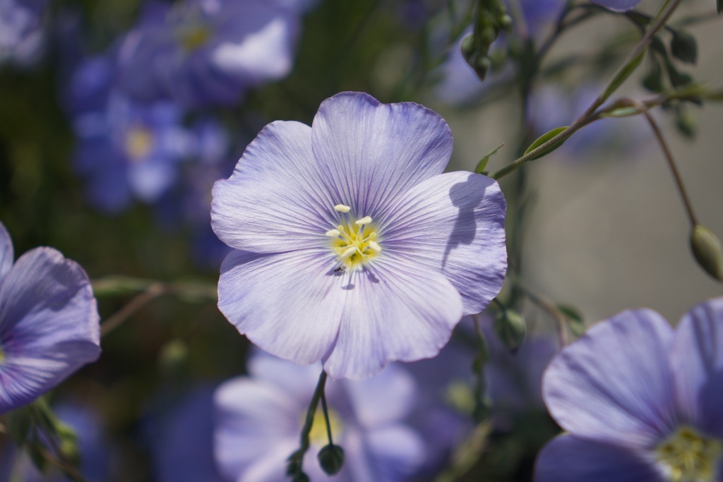 Linum perenne (Bio)