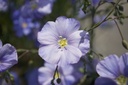Linum perenne