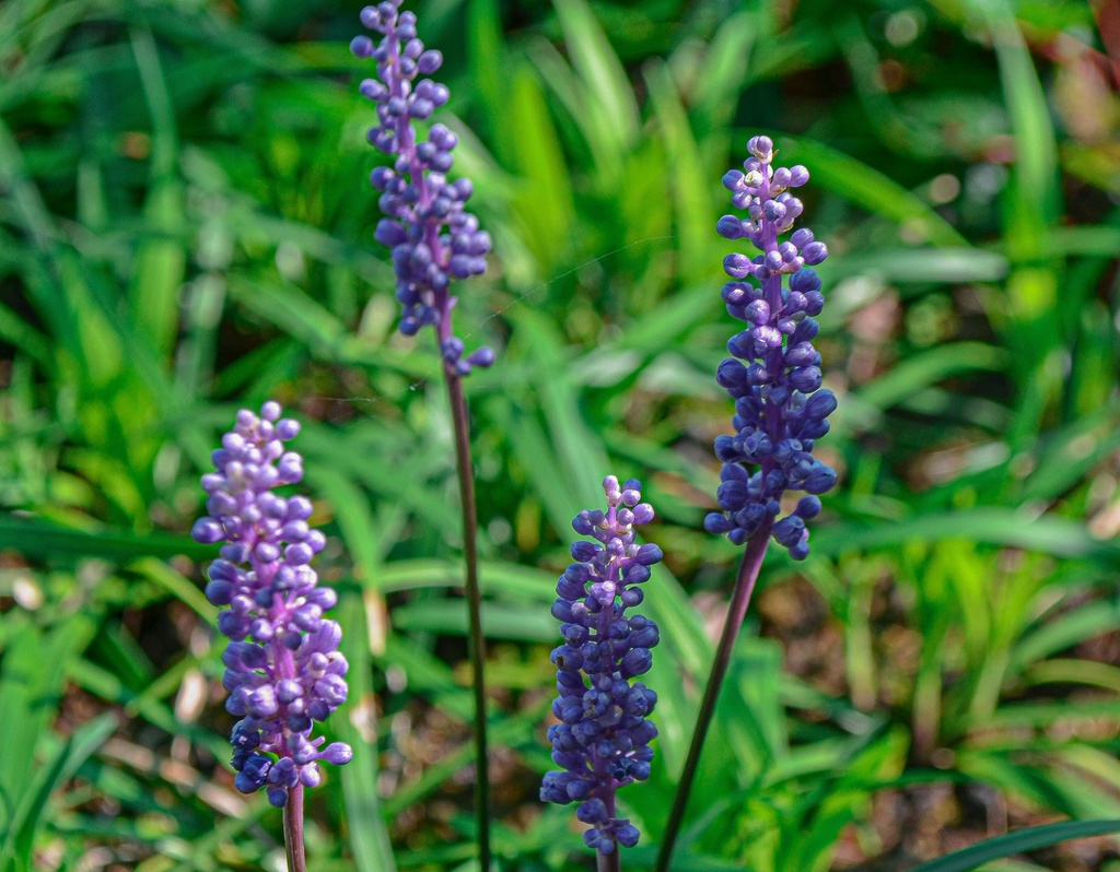 Liriope muscari 'Big Blue' (Bio)