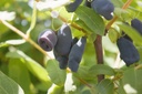 Lonicera kamtschatica 'Boreal Beast'