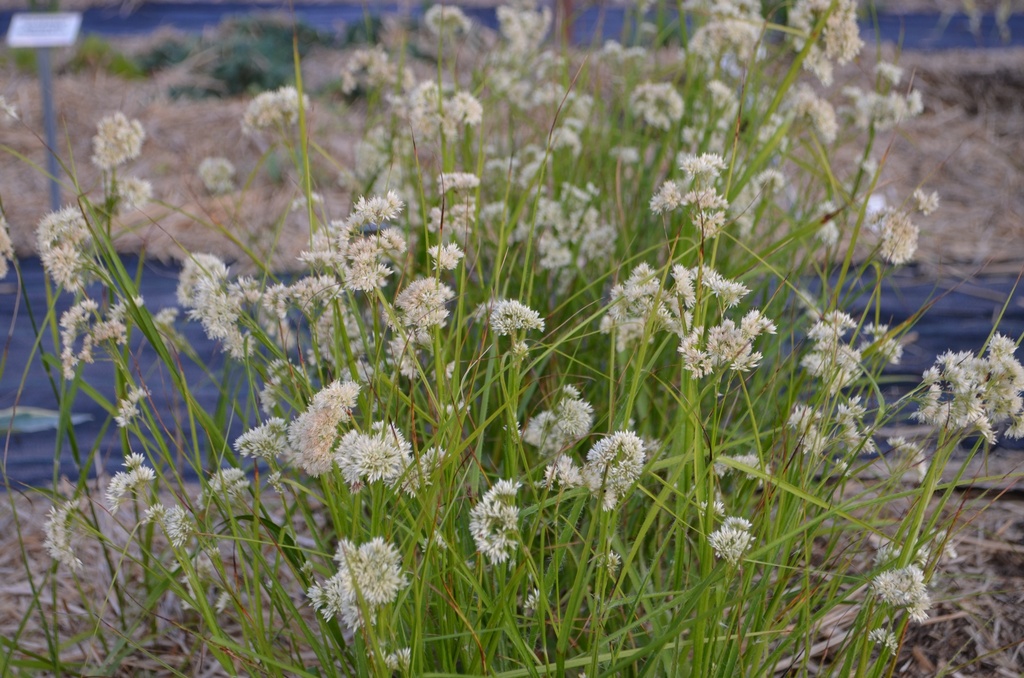 Luzula nivea