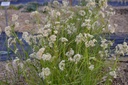 Luzula nivea