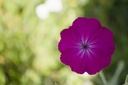 Lychnis coronaria