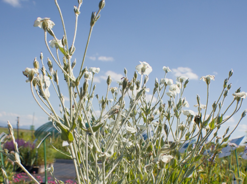Lychnis coronaria 'Alba' (Bio)