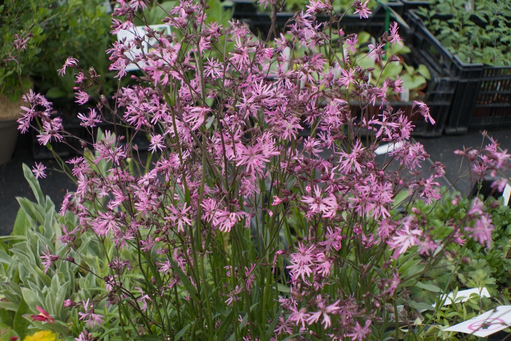 Lychnis flos-cuculi
