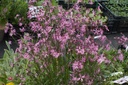 Lychnis flos-cuculi