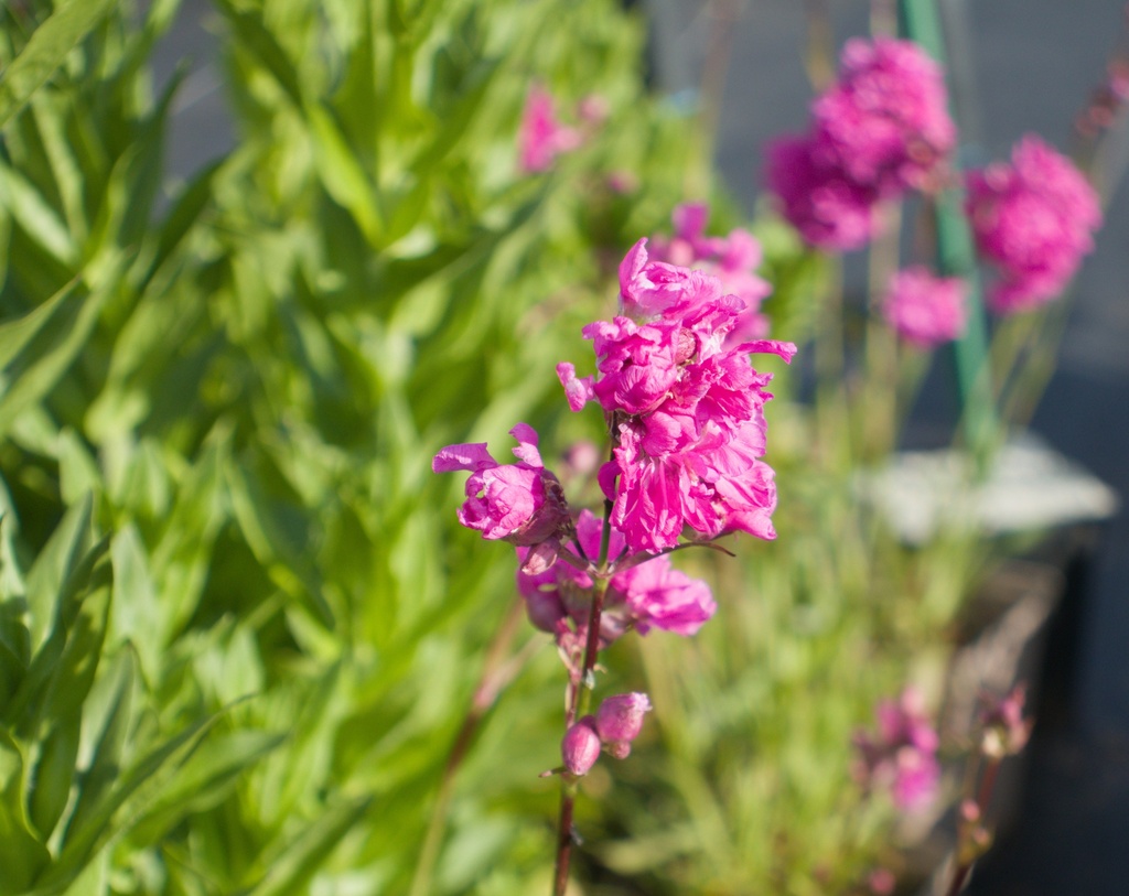 Lychnis viscaria 'Plena' (Bio)