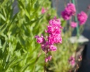 Lychnis viscaria 'Plena'