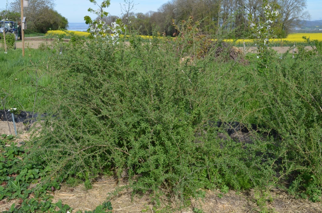 Lycium barbarum 'N° 1' (Bio, 1L)