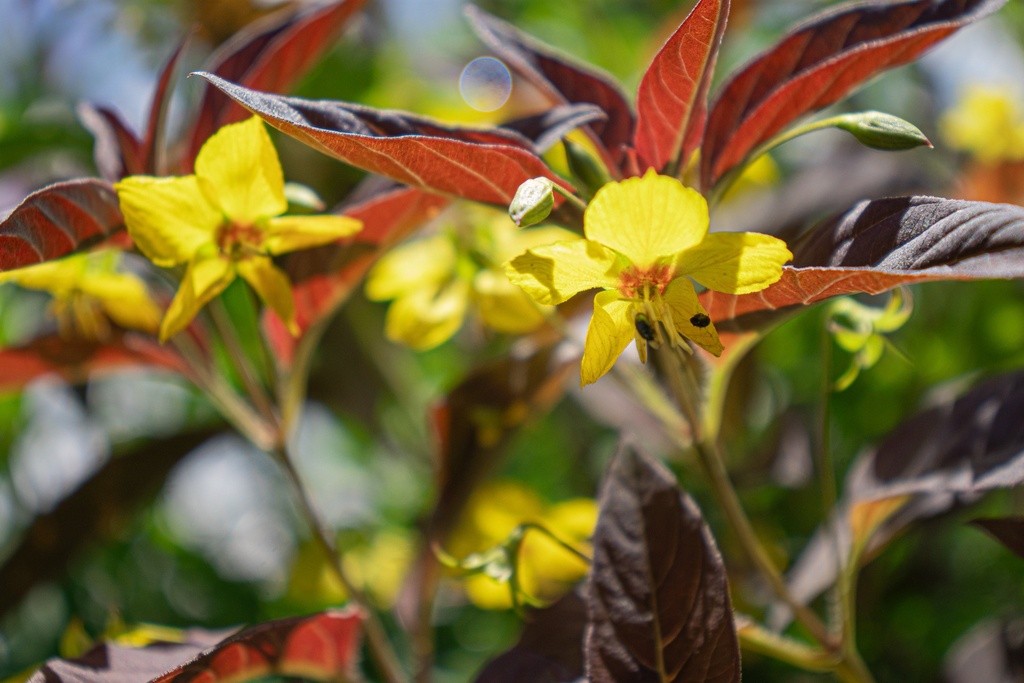 Lysimachia ciliata 'Firecracker' (Bio)