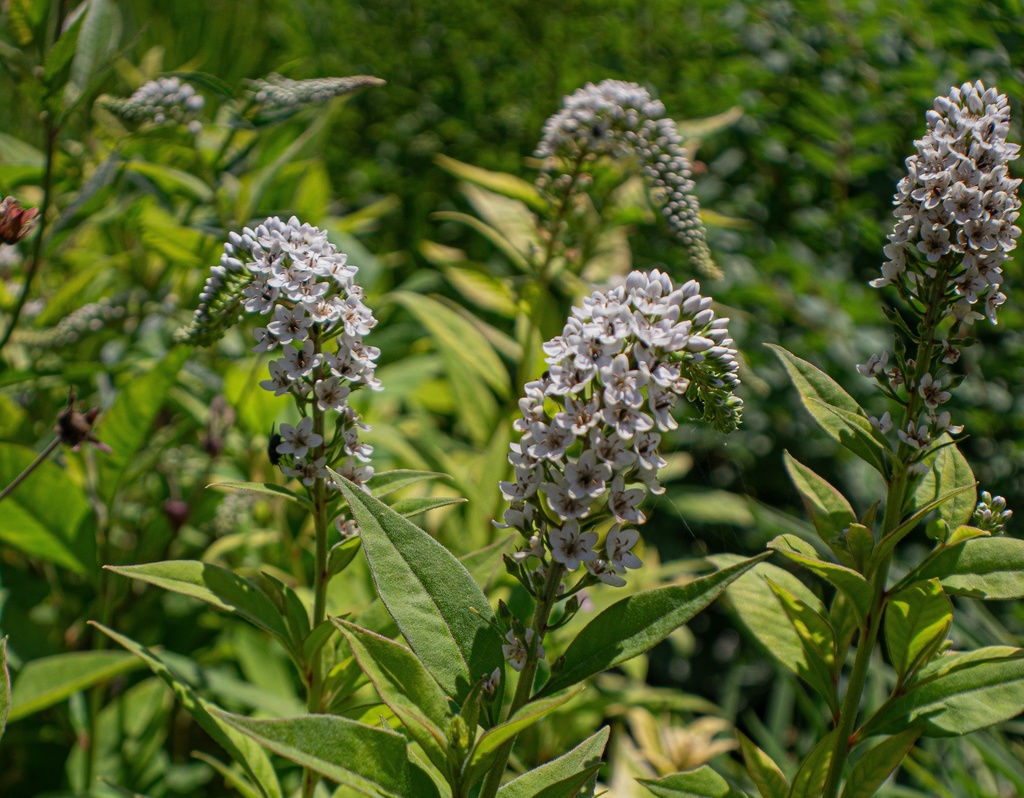 Lysimachia clethroides