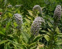 Lysimachia clethroides