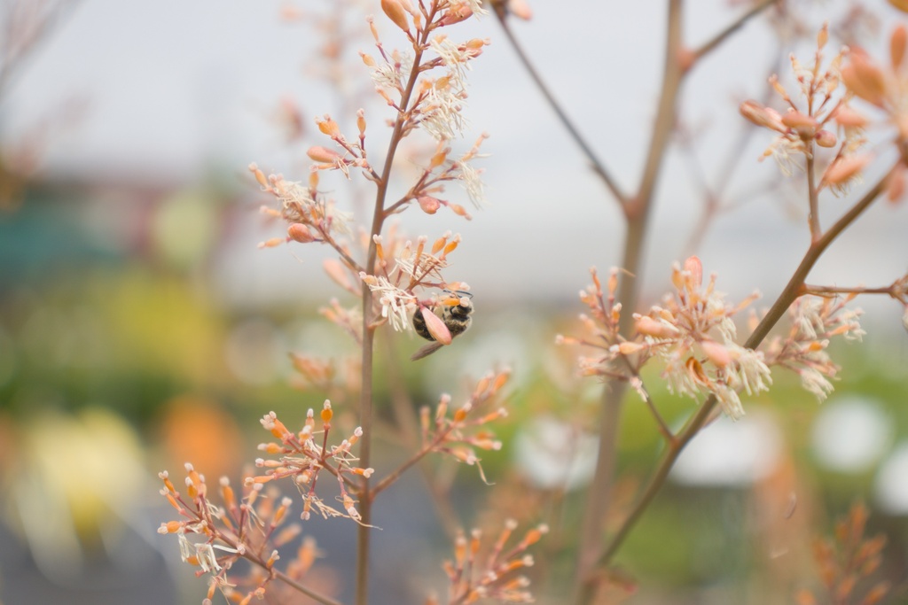 Macleaya microcarpa 'Kelway's Coral Plume'