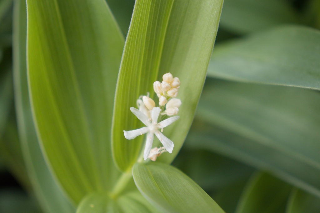 Maianthemum stellatum