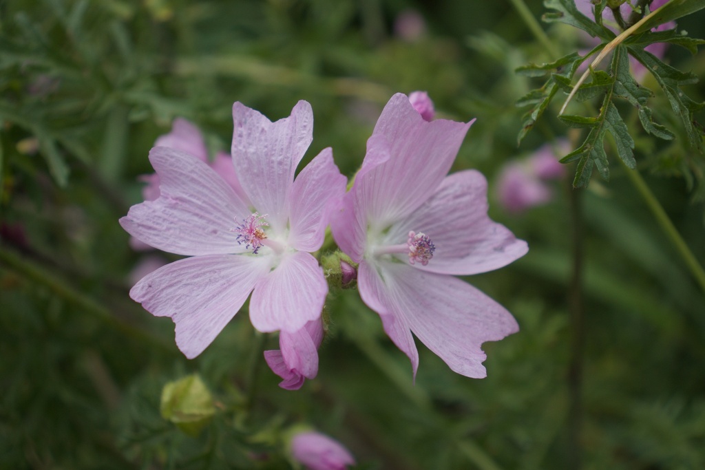 Malva moschata