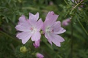 Malva moschata