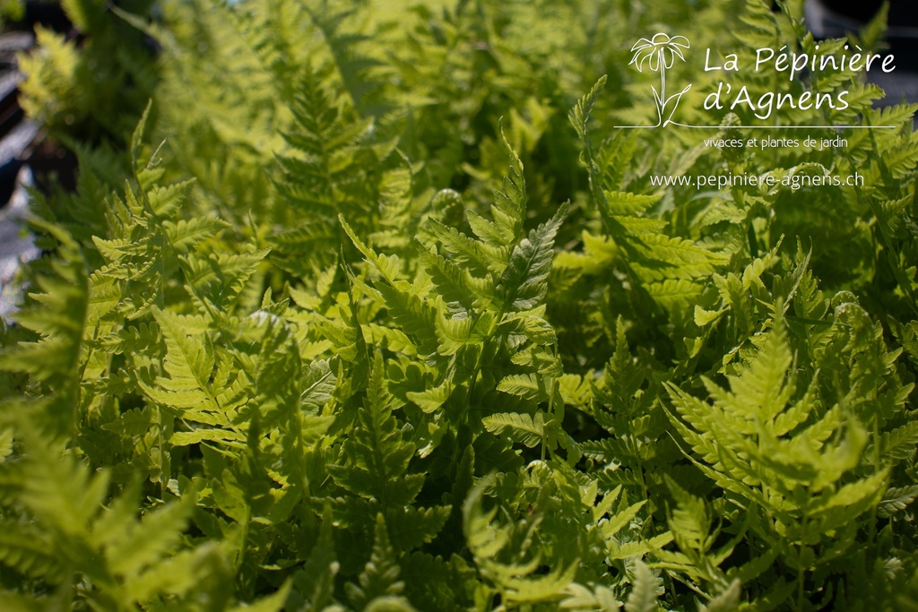 Matteuccia struthiopteris