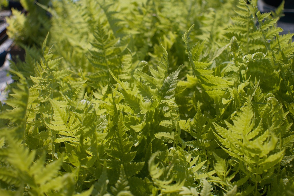 Matteuccia struthiopteris