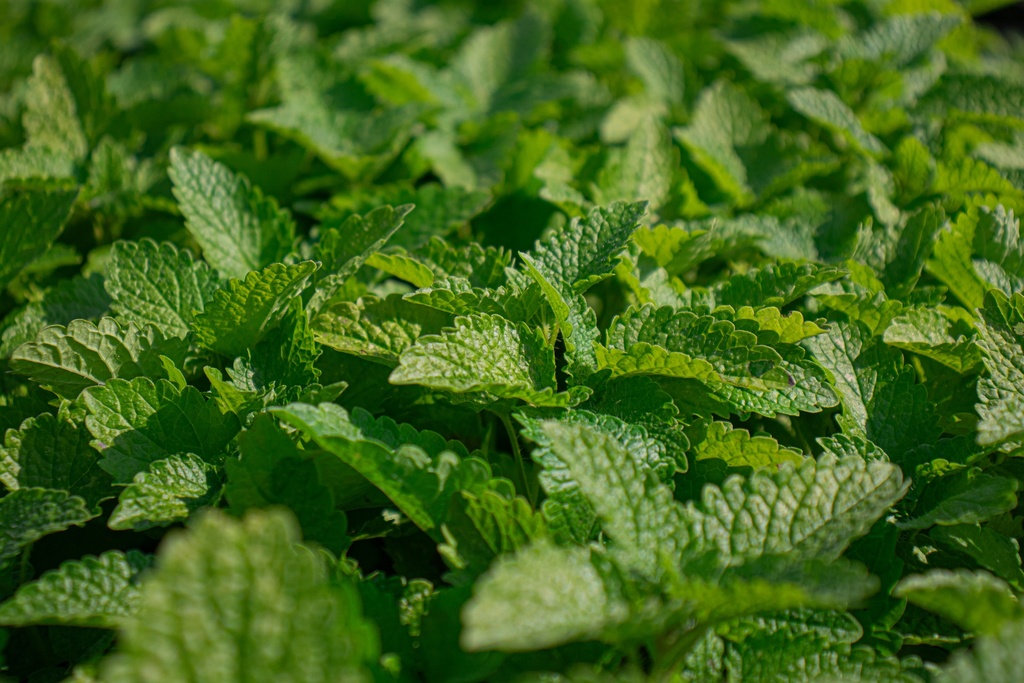 Melissa officinalis (Bio)