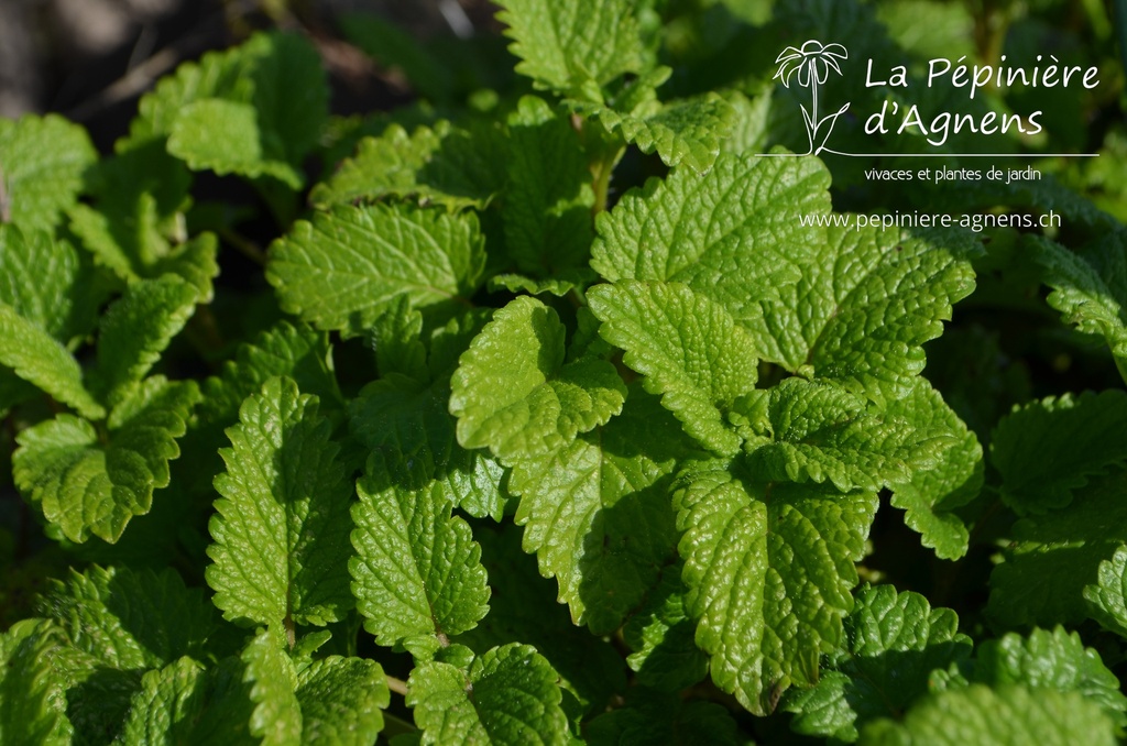 Melissa officinalis 'Limonii'