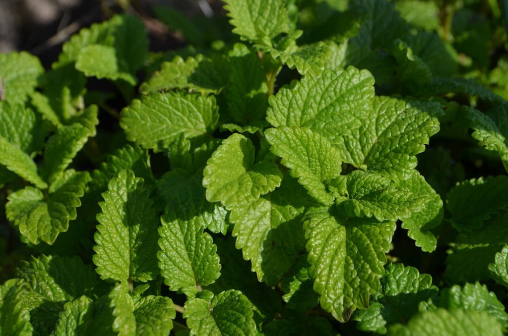 Melissa officinalis 'Limonii'