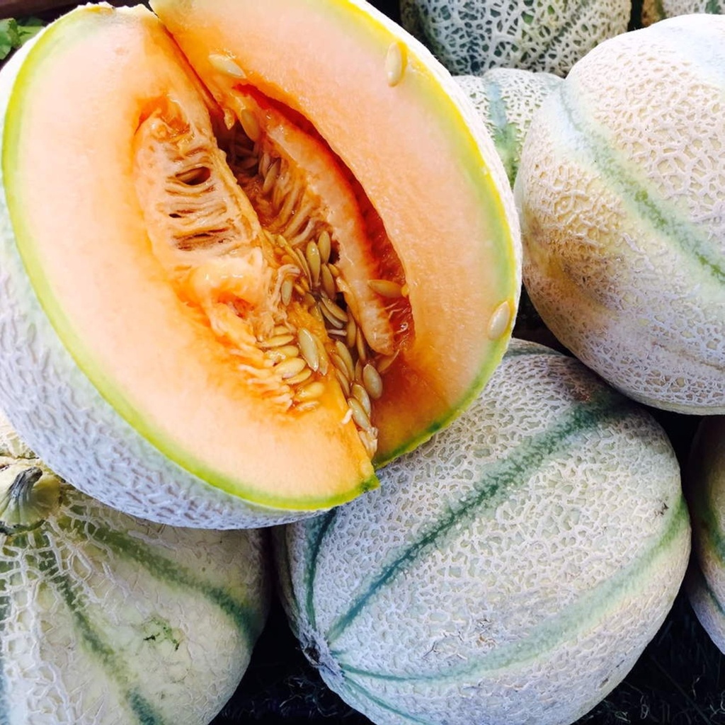 Melon sucré 'Charentais'