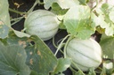 Melon sucré 'Charentais'