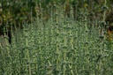 Mentha cervina