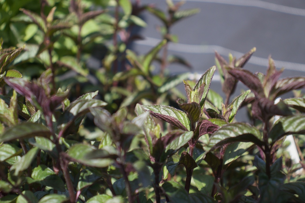 Mentha piperita (x) 'Chocolat' (Bio)