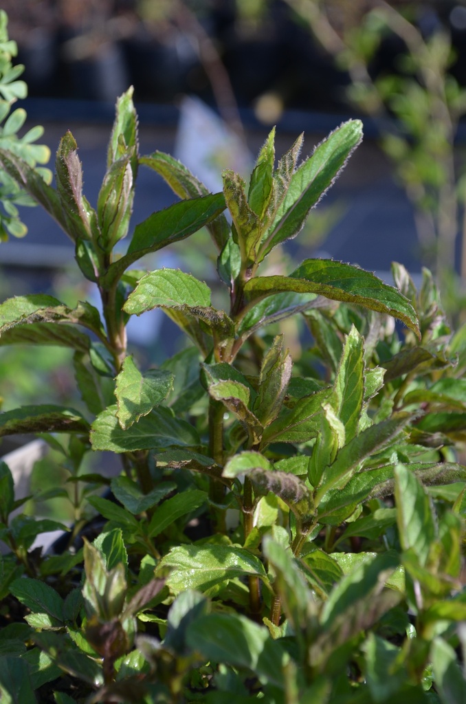 Mentha piperita (x)